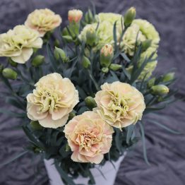 カーネーション 矢祭園芸 Y S Flower