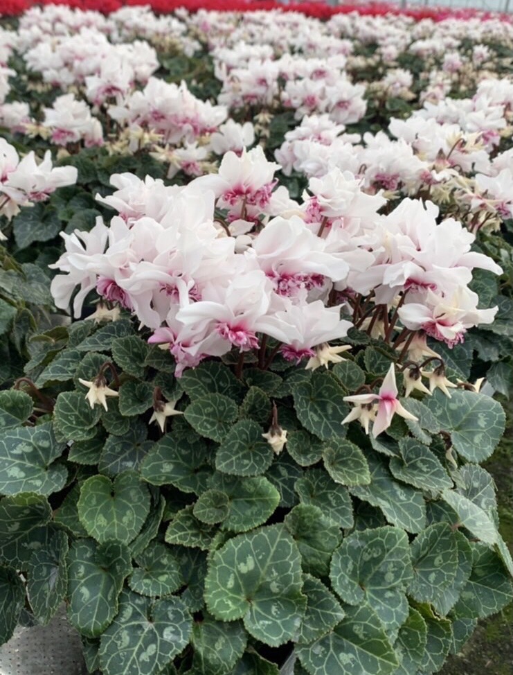 GATE⚫︎花嫁用⚫︎掛下⚫︎ ⚫︎オフホワイト＆ピンク　オシャレです。 Opening Act Pink-a-Dot' - Hybrid Phlox - Phlox hybrid | Proven Winners