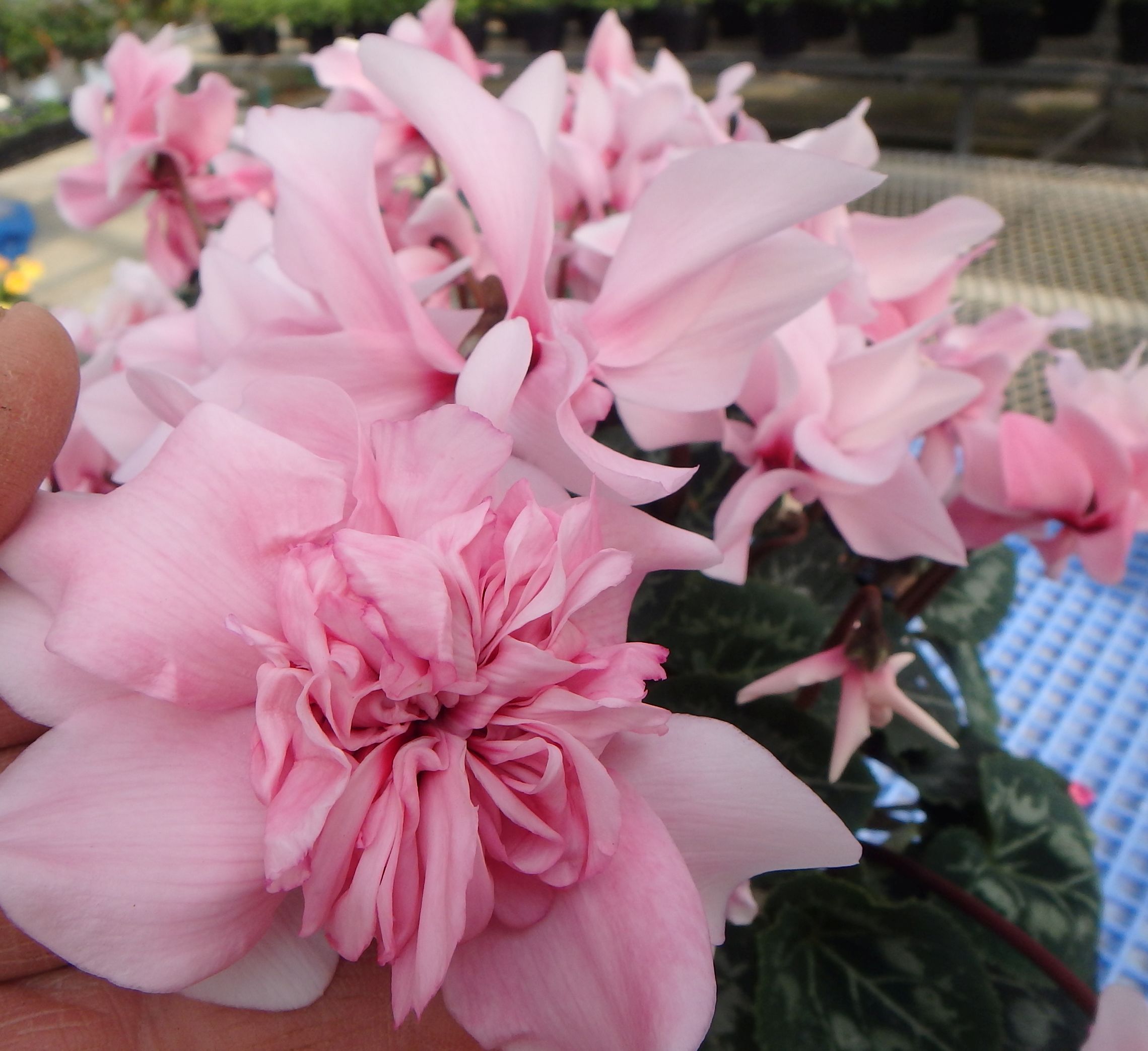 八重咲ミニシクラメン - 矢祭園芸 Y's flower